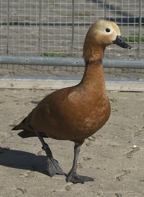 莫兰特场均